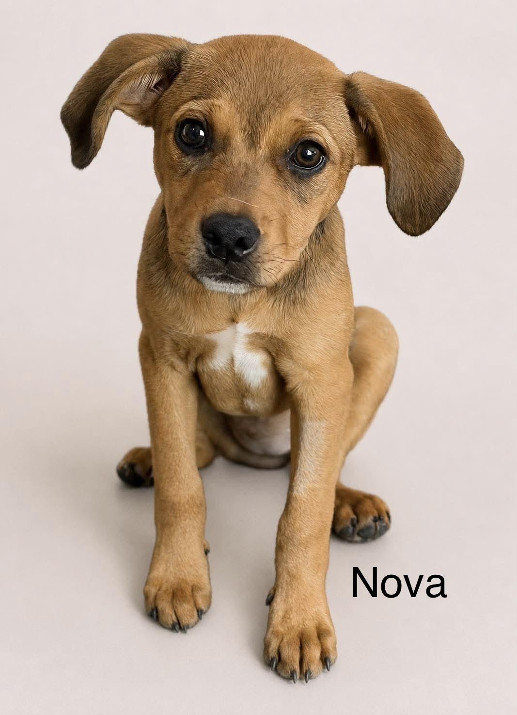 Enlarge Nova, a ADOPTABLE mixed breed in Mobile, AL image 1/1
