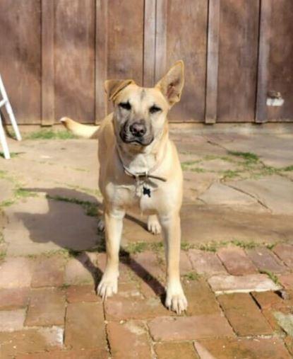 Selena, Adoptable, Adult Female German Shepherd Dog & Mixed Breed.