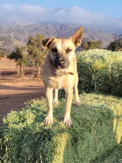 Selena, a Adoptable mixed breed in Santa Paula, CA image 3/3