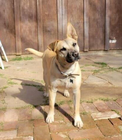 Enlarge Selena, a Adoptable mixed breed in Santa Paula, CA image 3/3