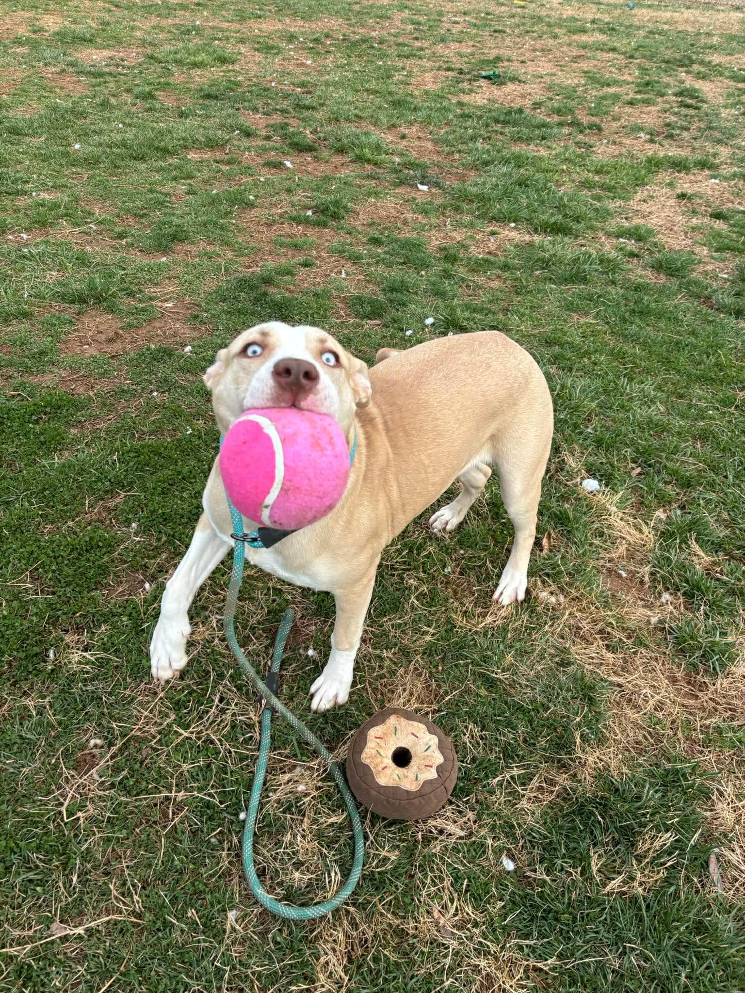 Chanel, a ADOPTABLE mixed breed in Culpeper, VA image 5/6