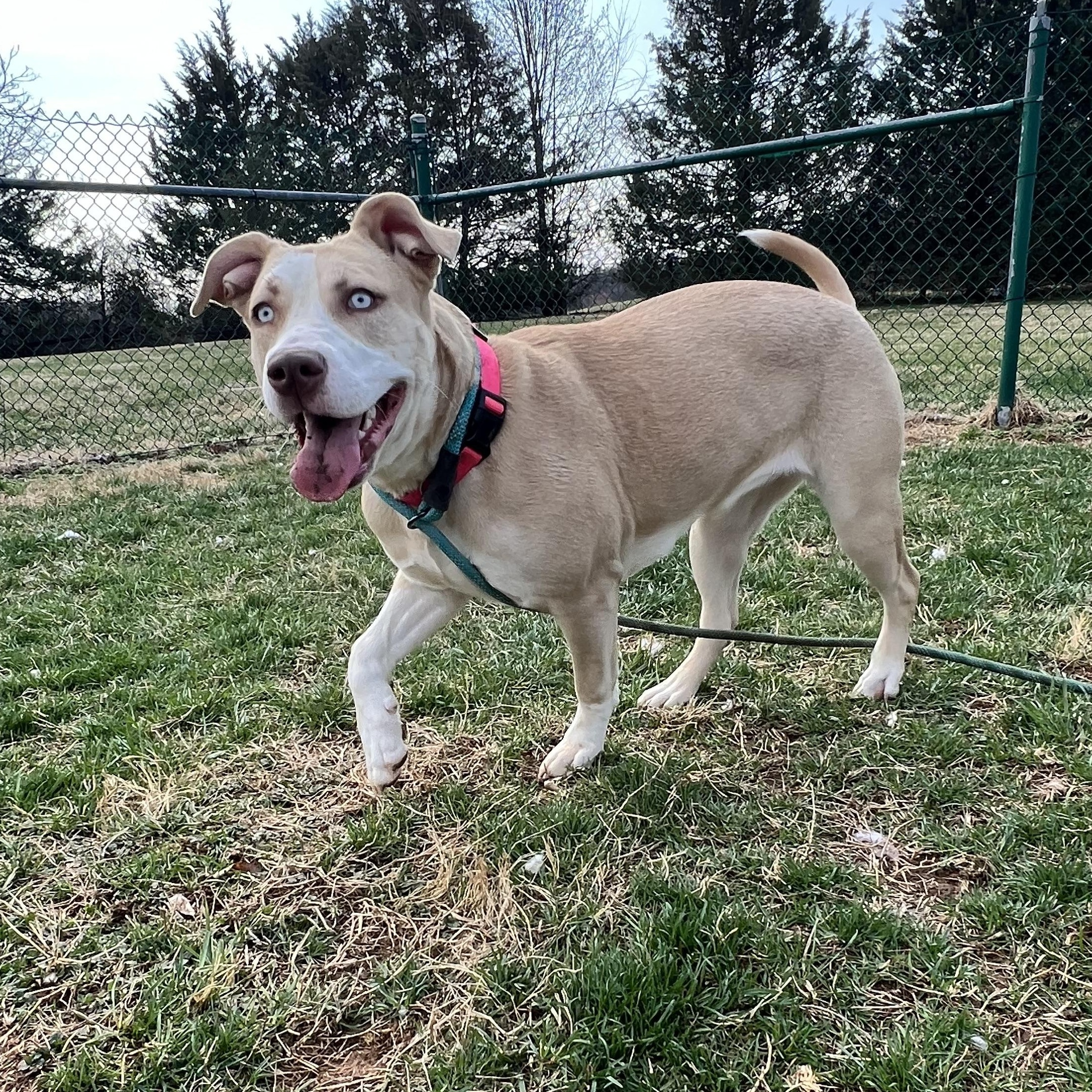Chanel, ADOPTABLE, Young Female Husky & Pit Bull Terrier.