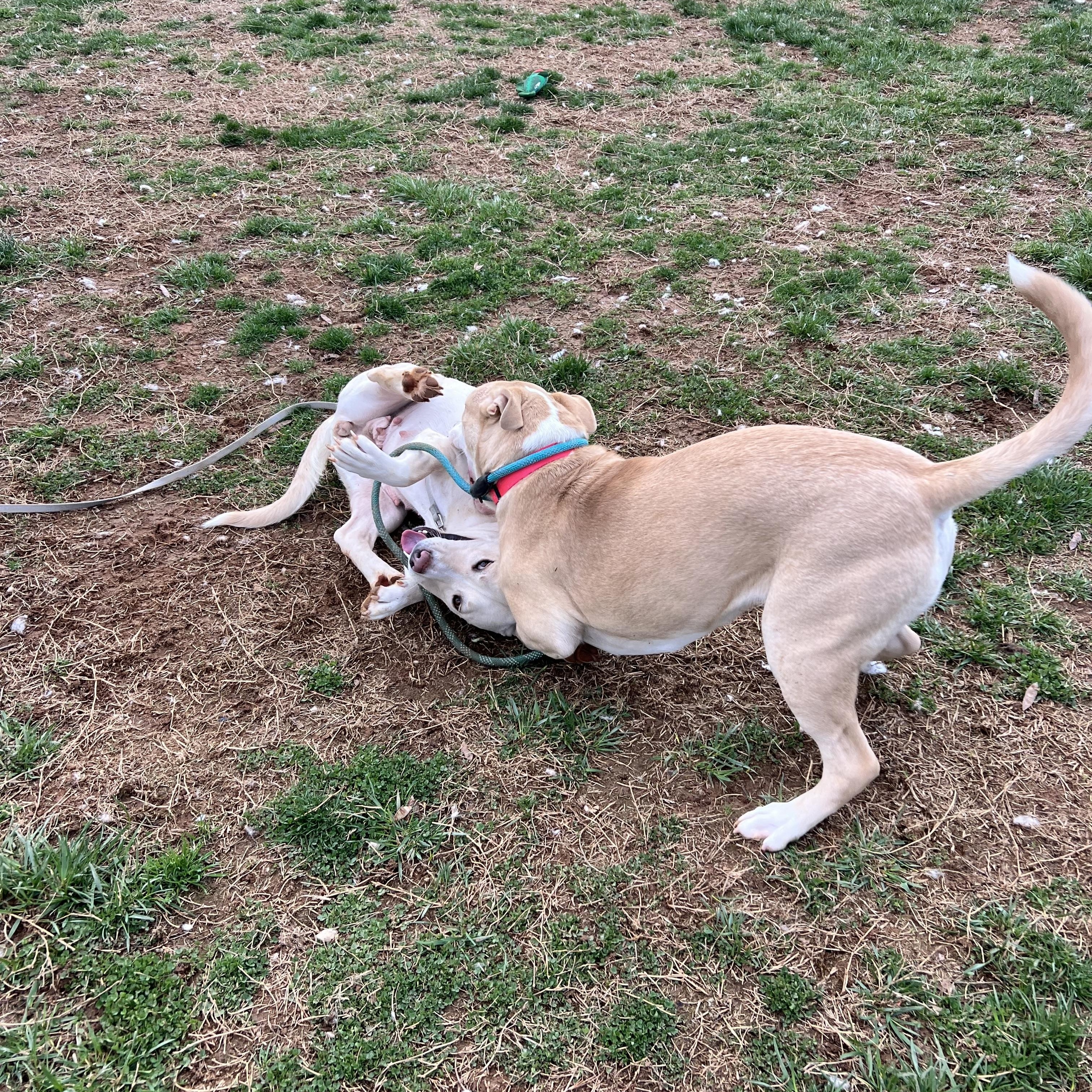 Chanel, a ADOPTABLE mixed breed in Culpeper, VA image 2/6