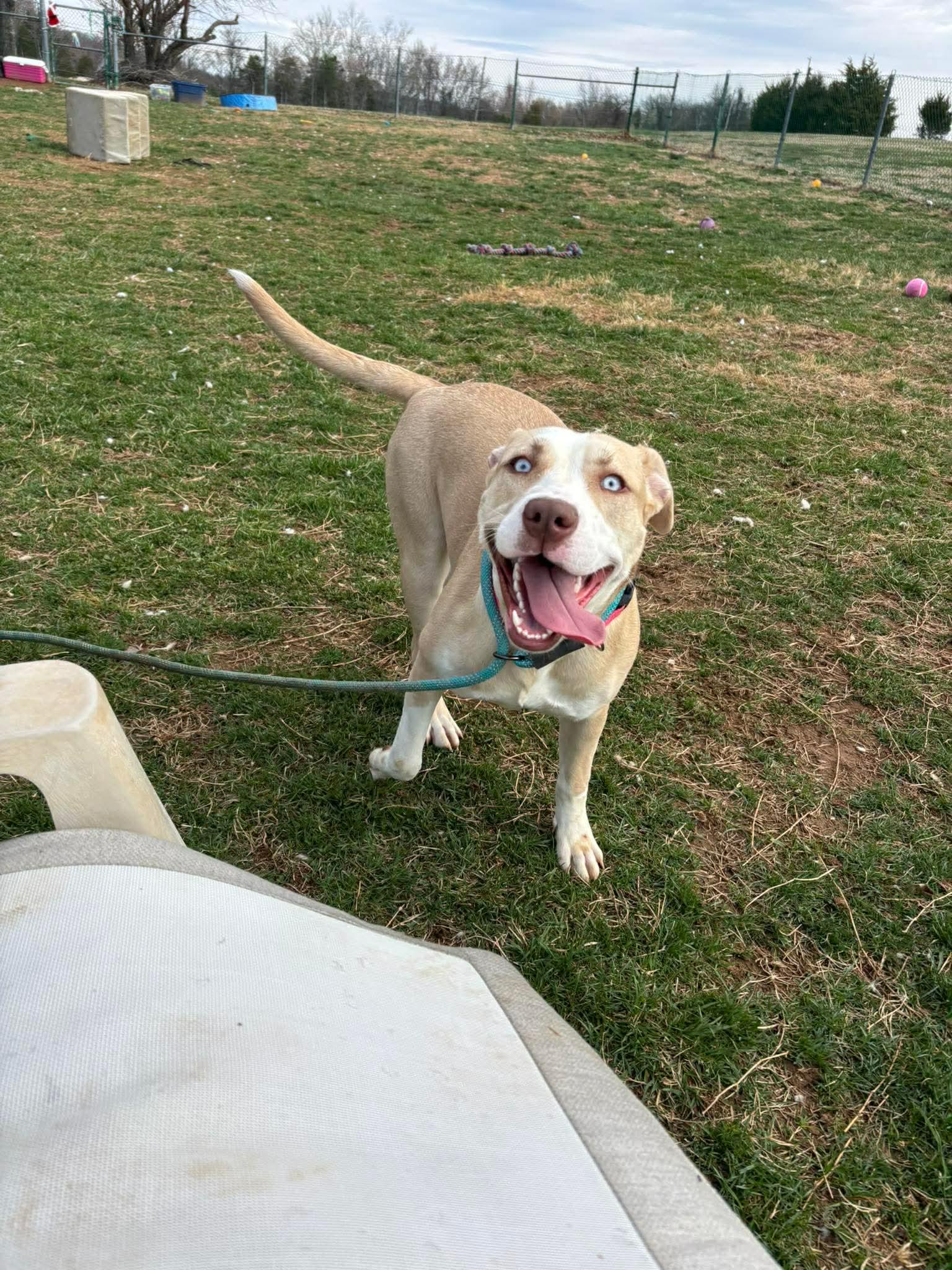 Chanel, a ADOPTABLE mixed breed in Culpeper, VA image 4/6