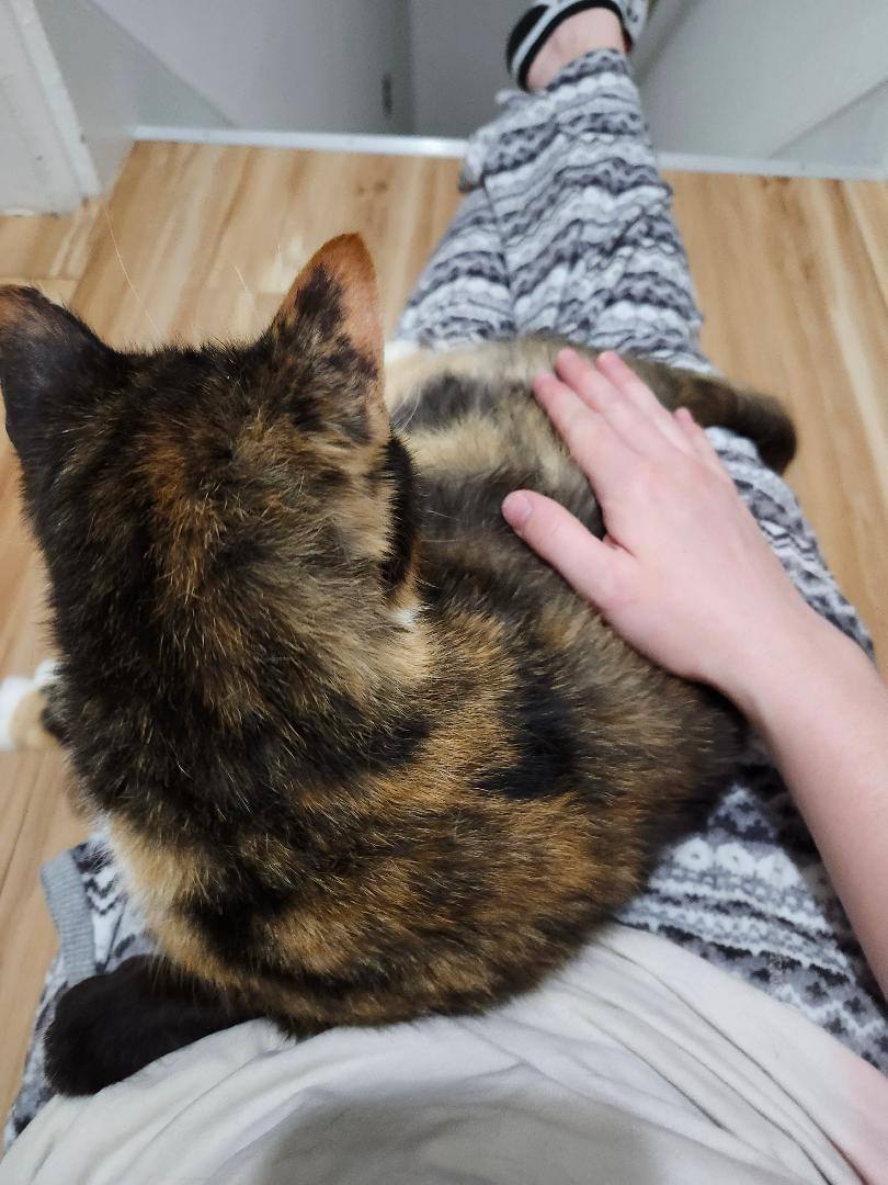 Juniper J. - LAP CAT WANTS YOU ALL TO HERSELF! 3