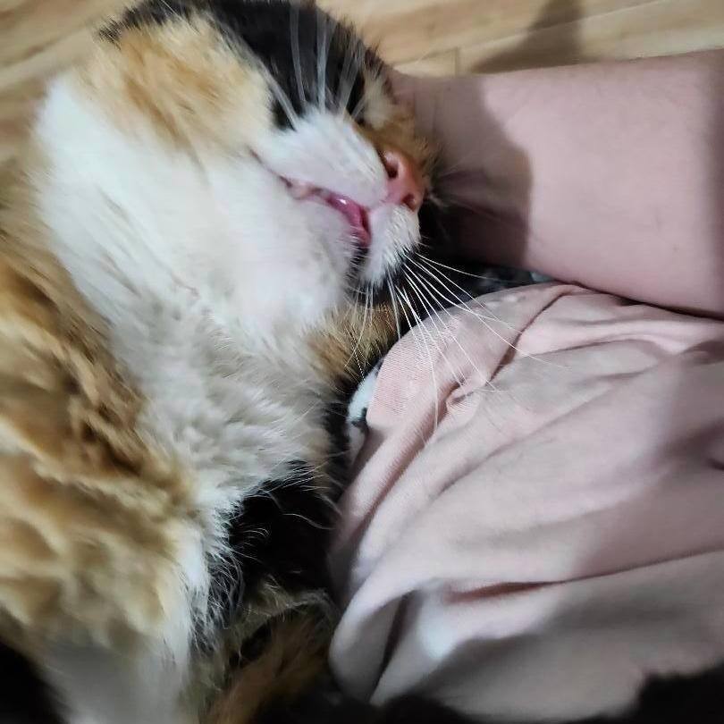 Juniper J. - LAP CAT WANTS YOU ALL TO HERSELF! 2