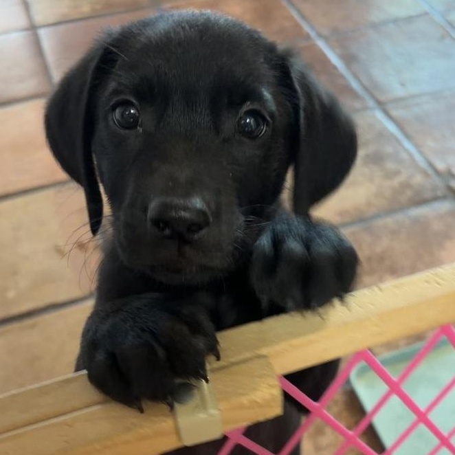 Harper, an adopted mixed breed in Tumwater, WA image 3/6