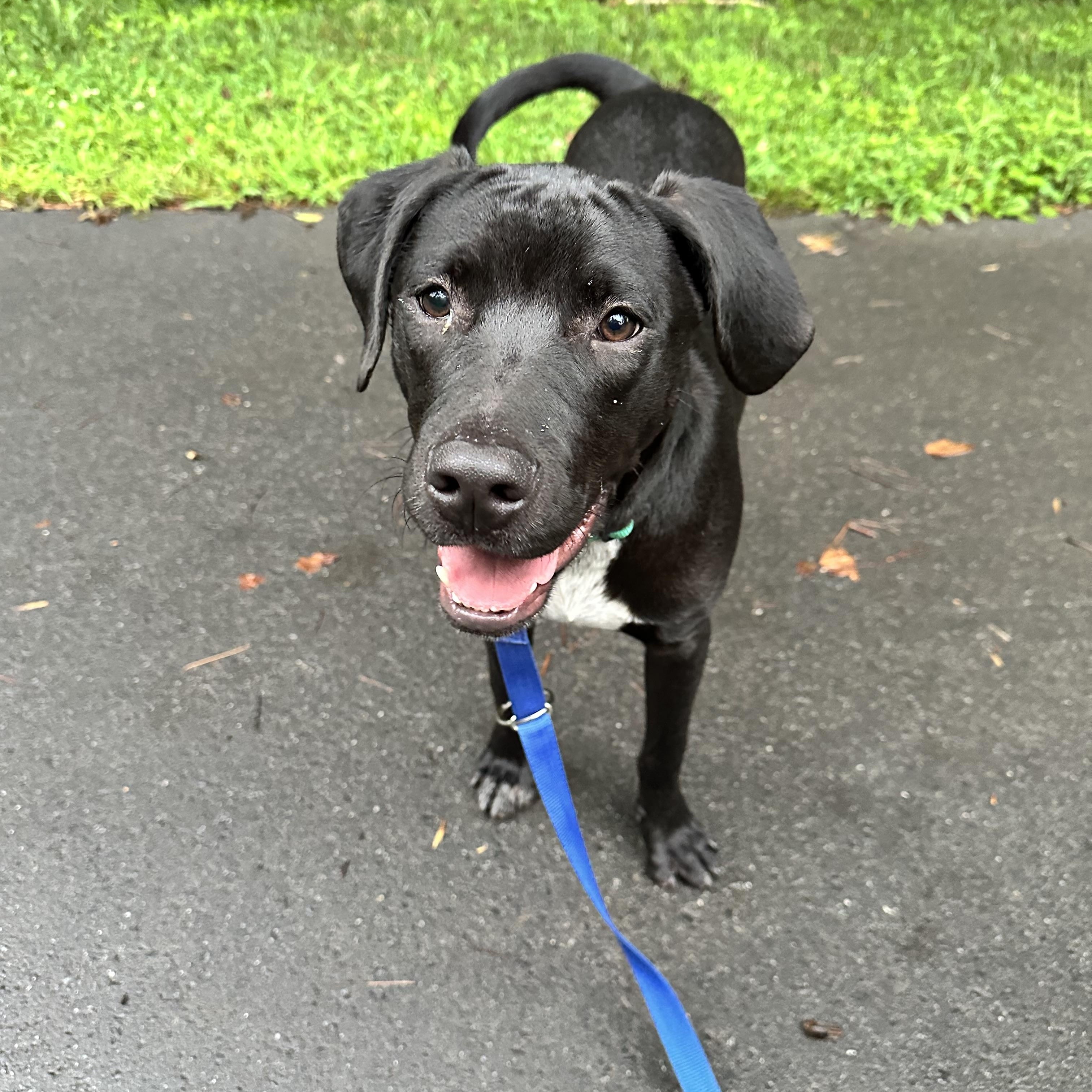 Soloman, a ADOPTABLE mixed breed in Rock Hill, SC image 4/4