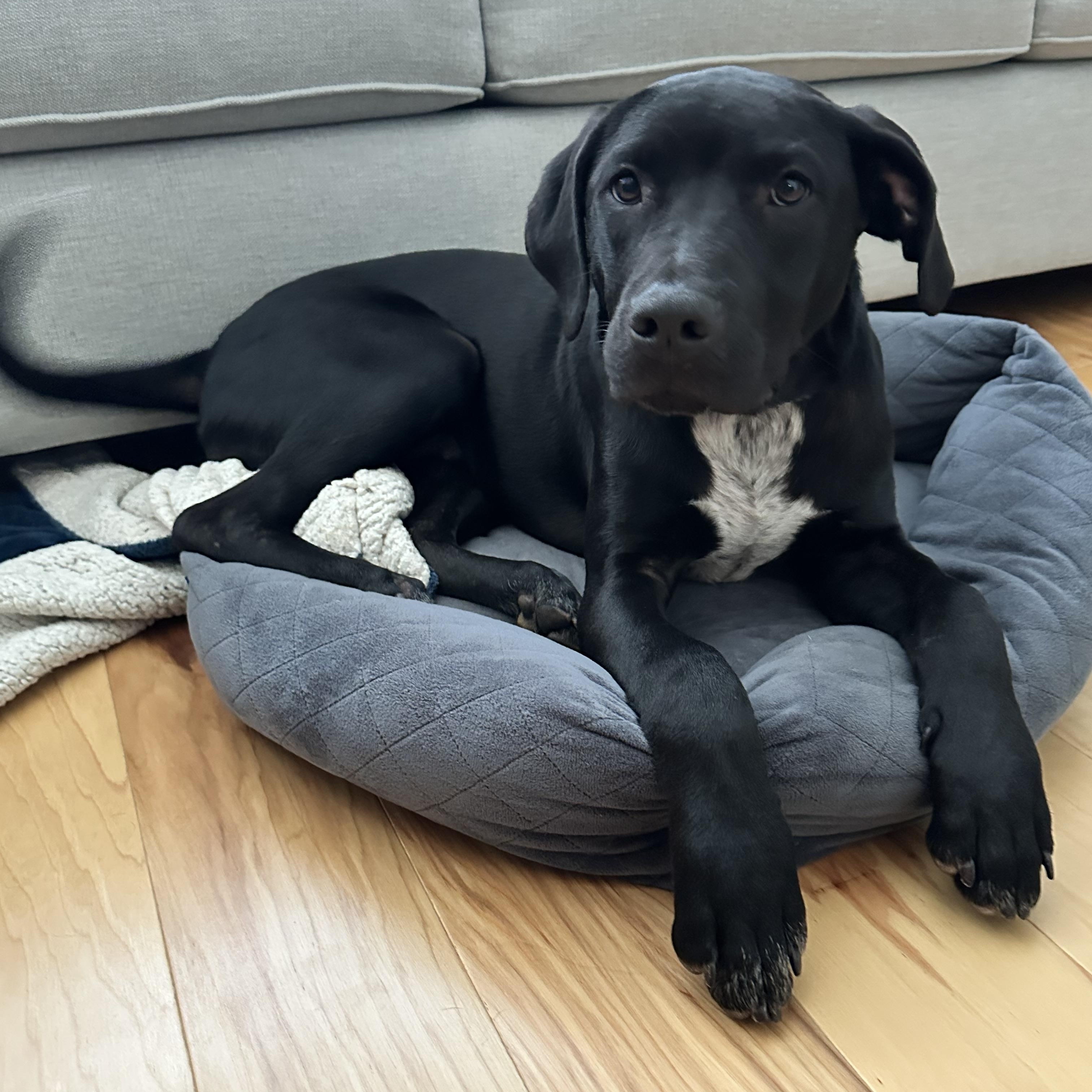 Soloman, ADOPTABLE, Puppy Male Labrador Retriever & Mixed Breed.