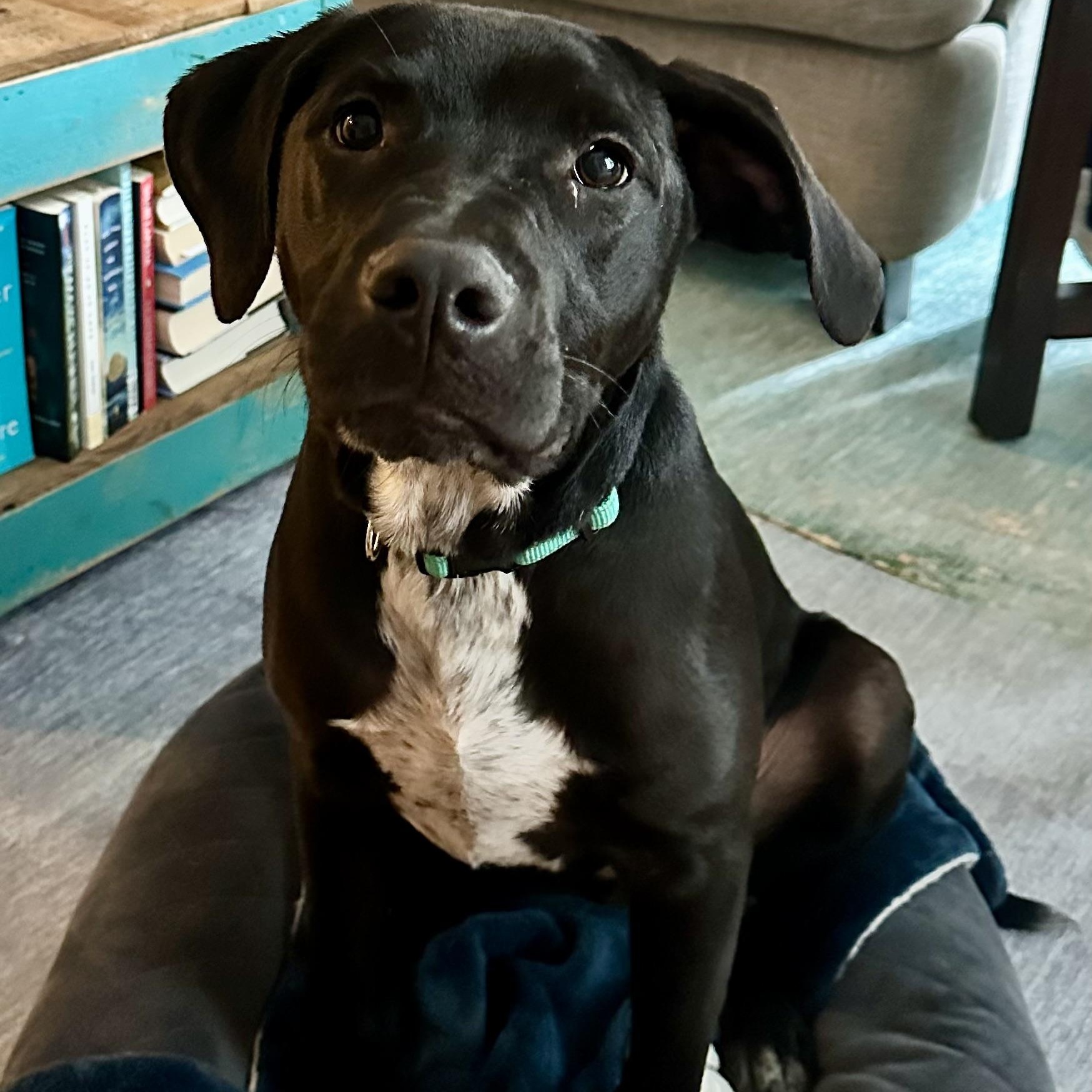 Soloman, a ADOPTABLE mixed breed in Rock Hill, SC image 3/4