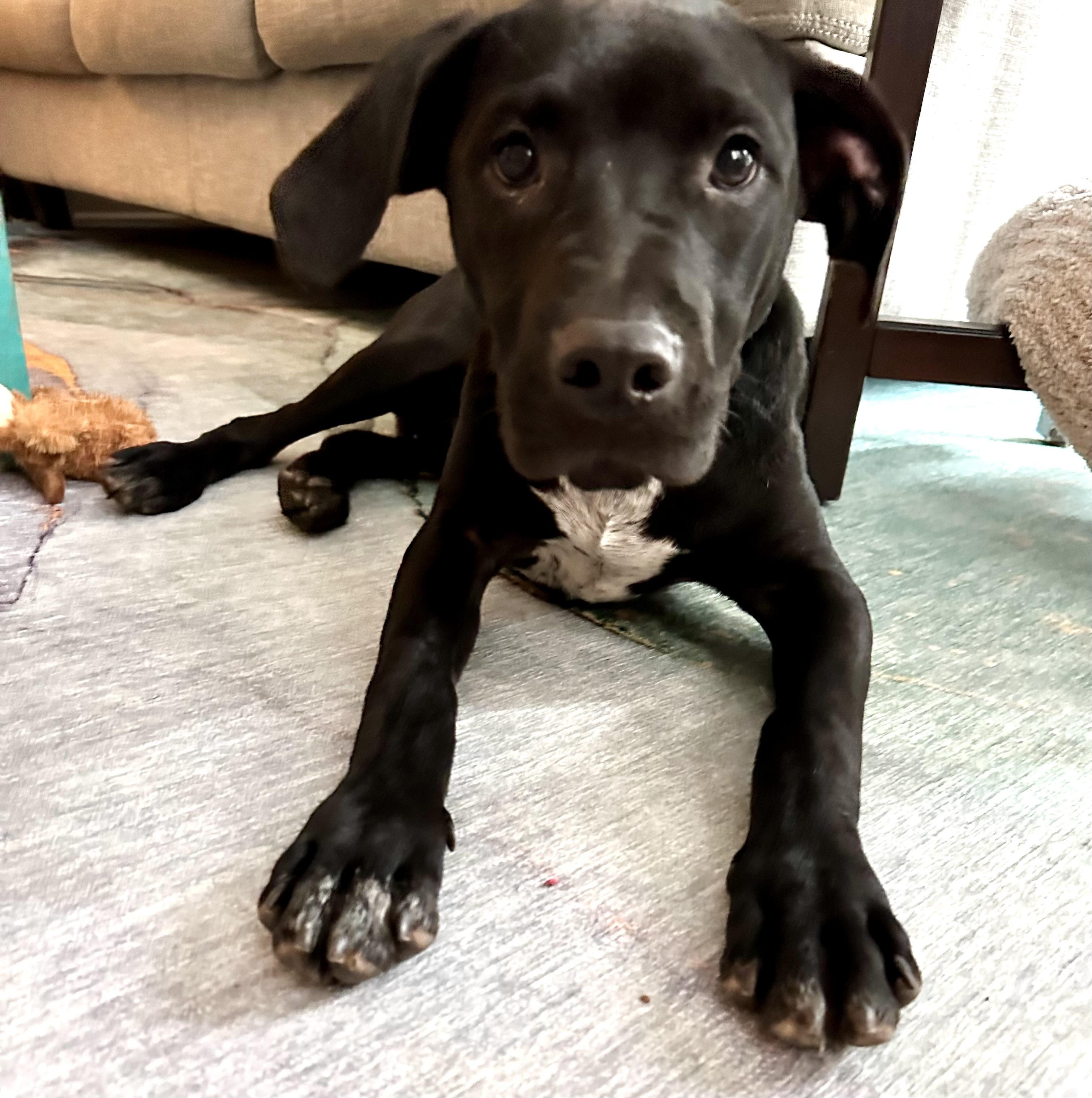 Soloman, a ADOPTABLE mixed breed in Rock Hill, SC image 2/4