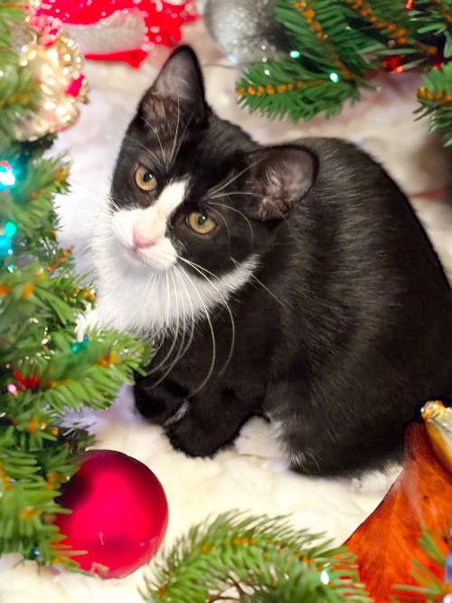 Annie, Adoptable, Young Female Domestic Short Hair.