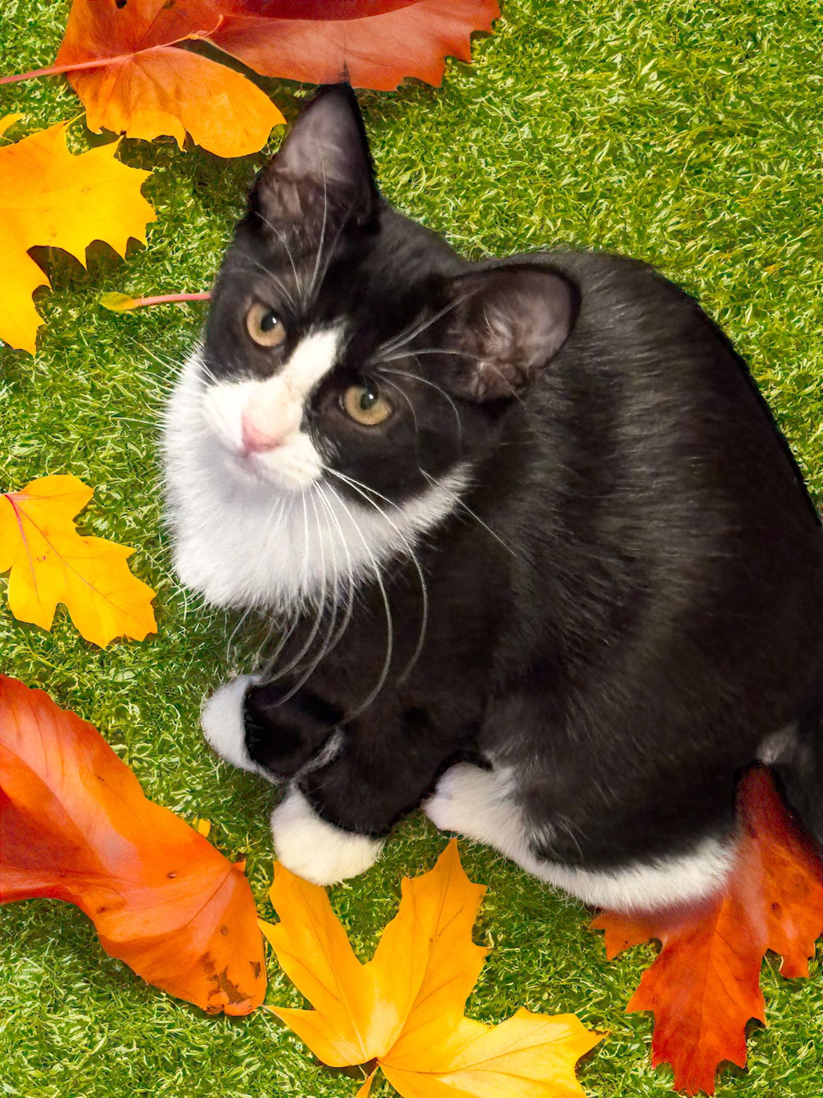 Annie, a Adoptable Domestic Short Hair in Chandler, AZ image 2/2