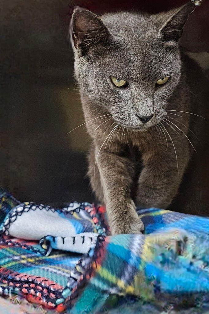 Kota, a Adoptable Domestic Short Hair in Lovingston, VA image 1/3