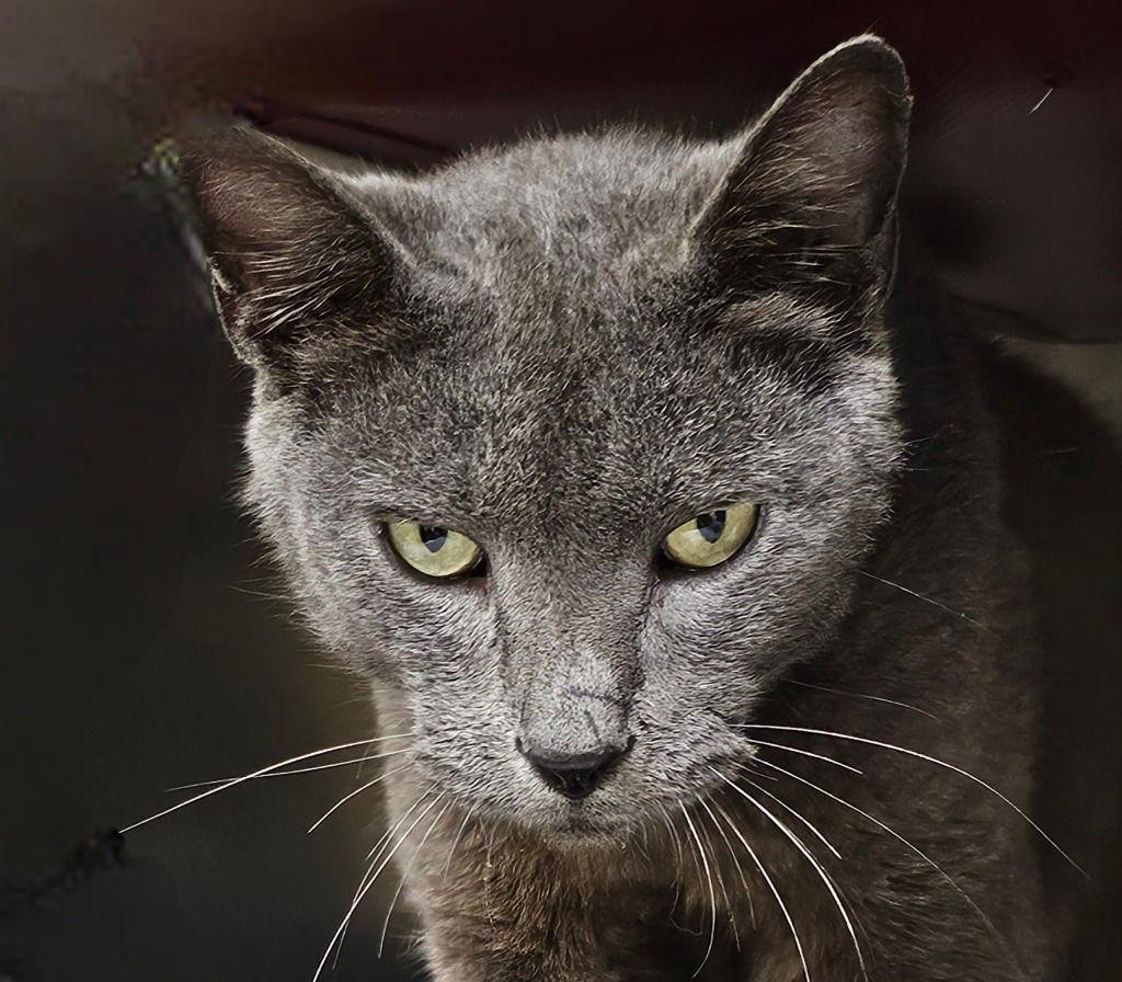 Kota, a Adoptable Domestic Short Hair in Lovingston, VA image 2/3