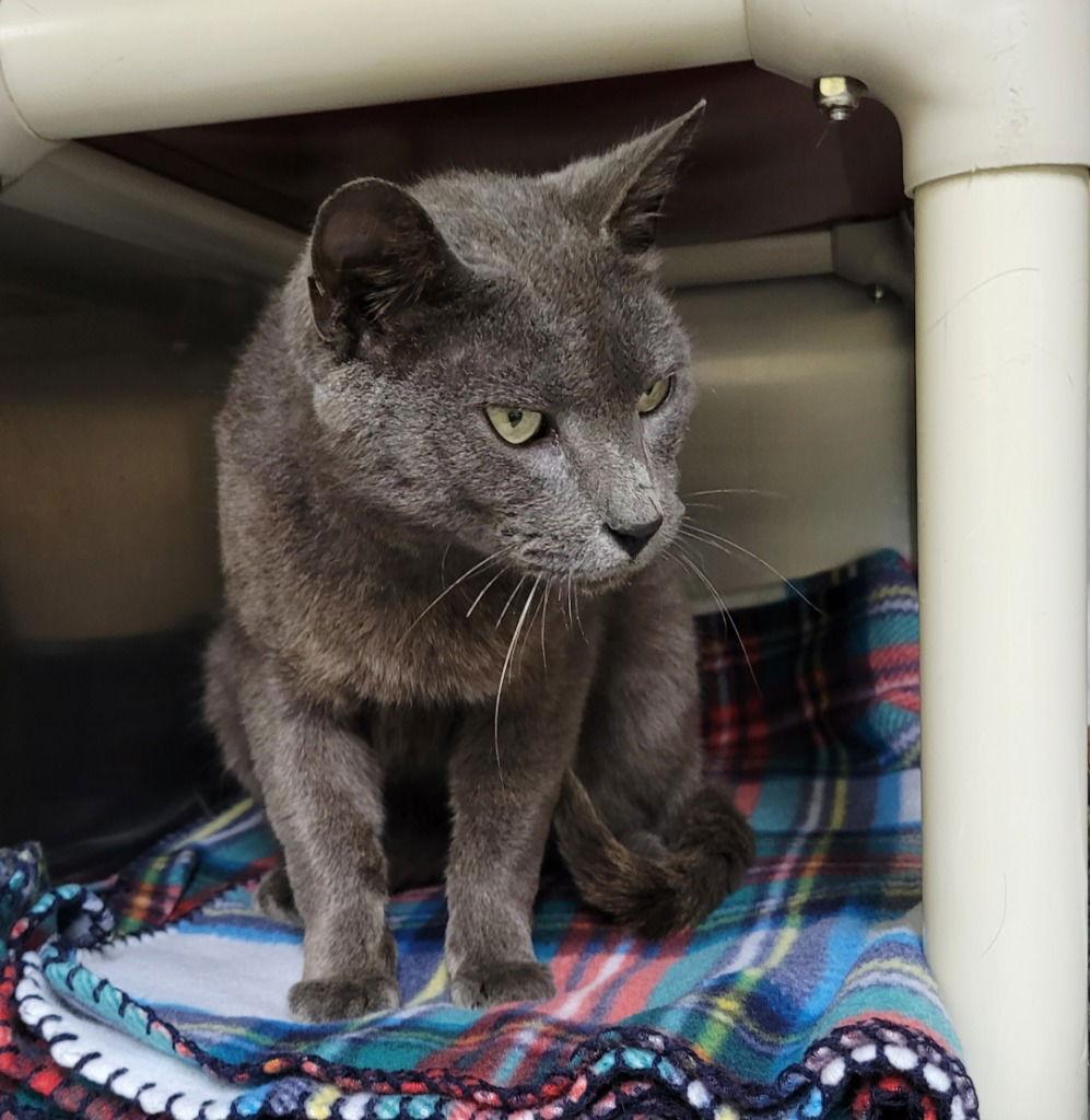 Kota, a Adoptable Domestic Short Hair in Lovingston, VA image 3/3