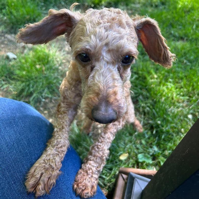 Hershey, Adoptable, Adult Male Miniature Poodle.