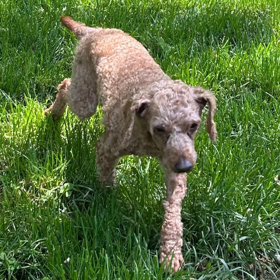 Hershey, a Adoptable Miniature Poodle in Cincinnati, OH image 2/3
