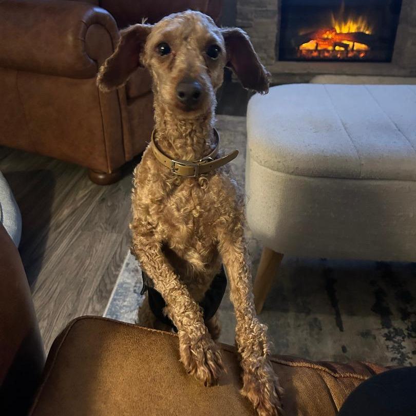 Hershey, a Adoptable Miniature Poodle in Cincinnati, OH image 3/3