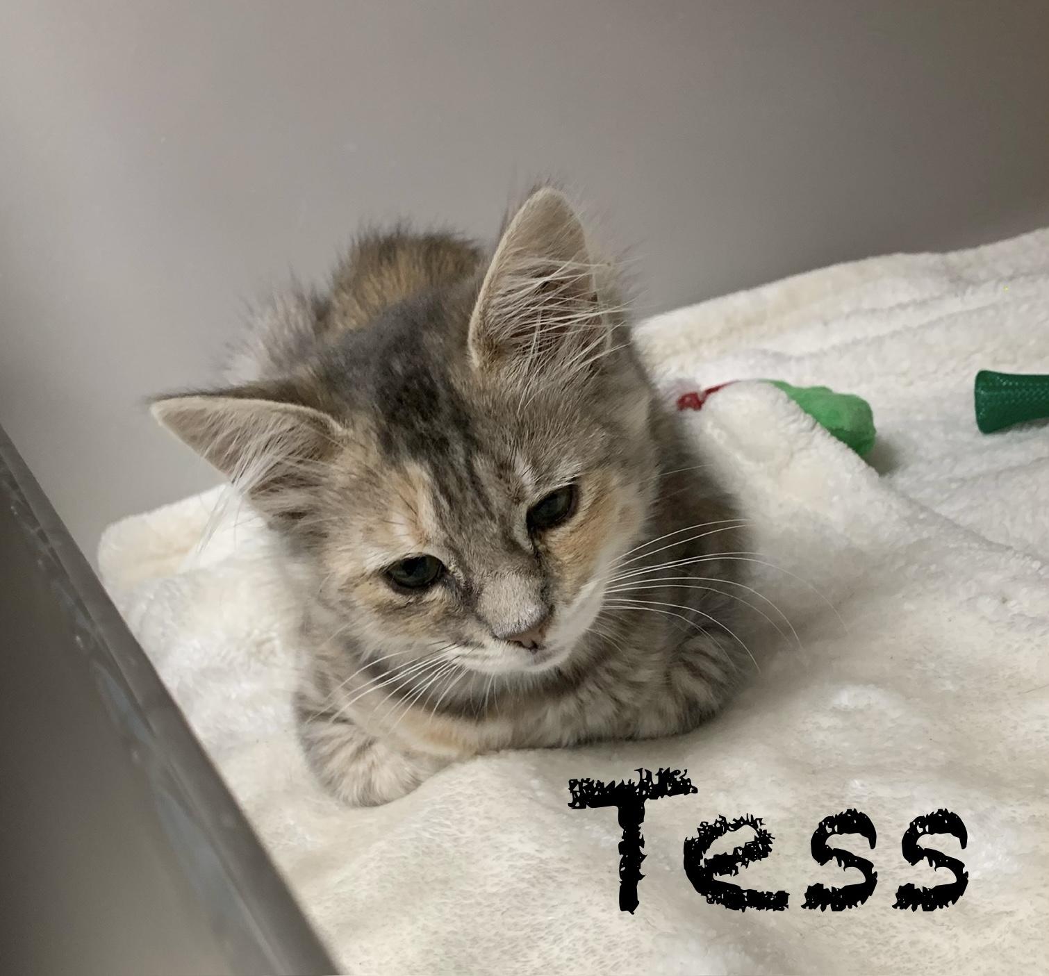 Enlarge Tess, an adopted mixed breed in Hollister, CA image 1/1