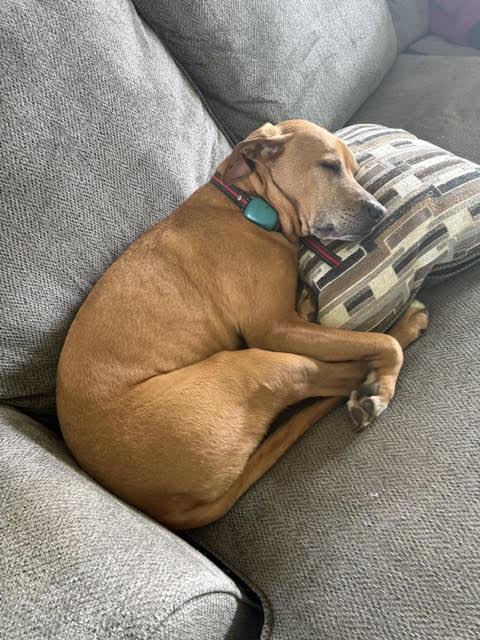 Max (fka Hank), an adoptable mixed breed in Watertown, WI image 4/4