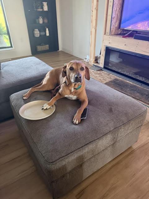 Max (fka Hank), an adoptable mixed breed in Watertown, WI image 2/4