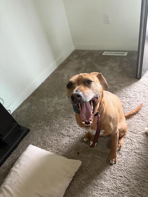 Max (fka Hank), an adoptable mixed breed in Watertown, WI image 3/4