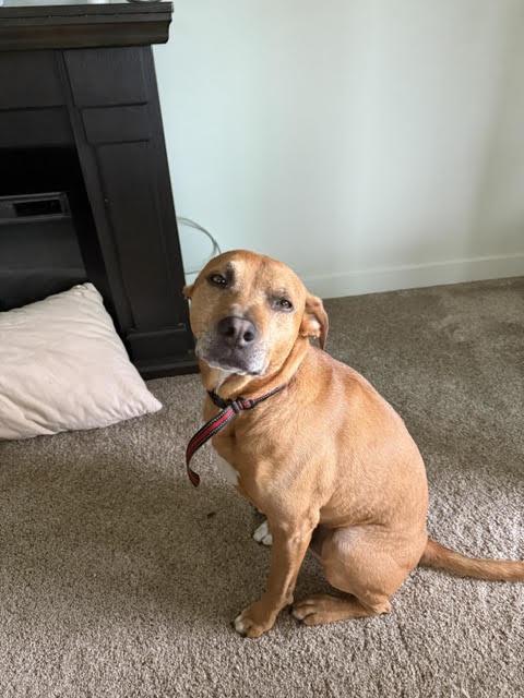 Max (fka Hank), an adoptable mixed breed in Watertown, WI image 1/4