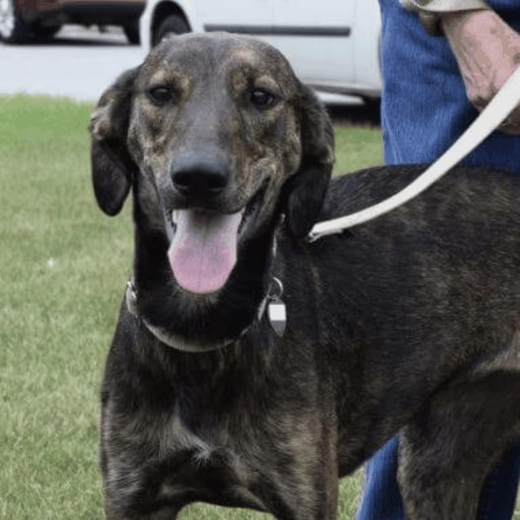 Lily, an adoptable Lurcher, Greyhound in Hobart, IN, 46342 | Photo Image 2