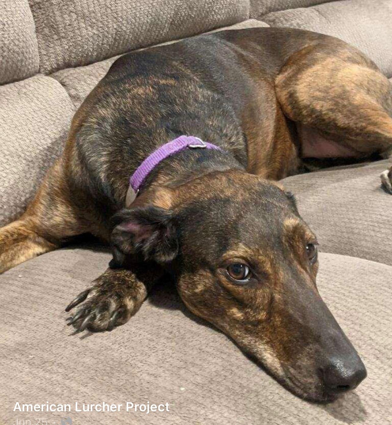 Enlarge Lily, a Adoptable mixed breed in Hobart, IN image 2/3