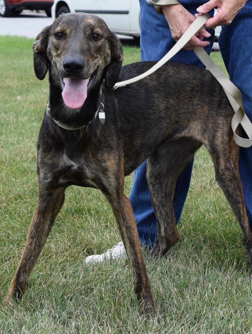 Lily, an adoptable Lurcher, Greyhound in Hobart, IN, 46342 | Photo Image 1