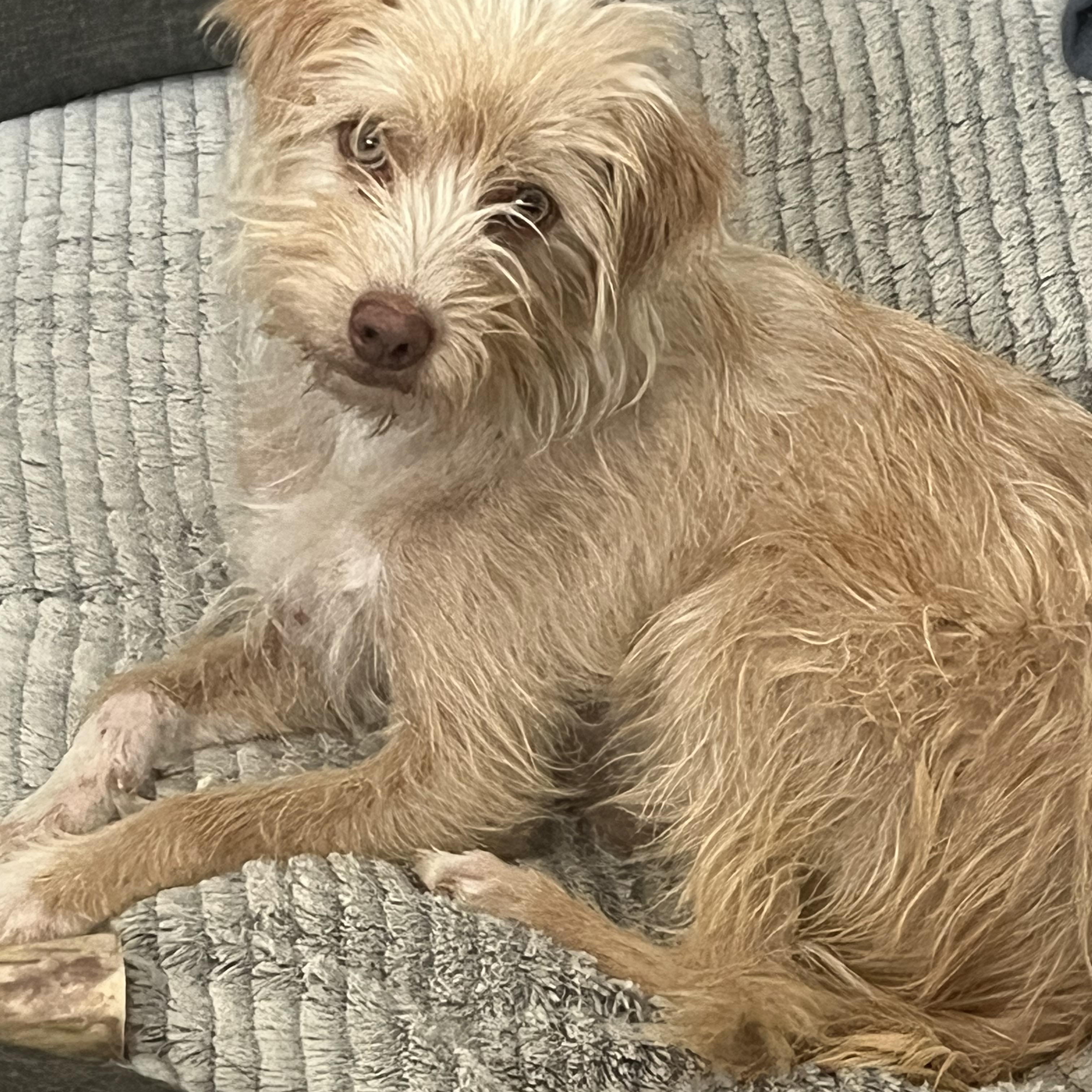 Strudel, Adoptable, Adult Female Terrier.