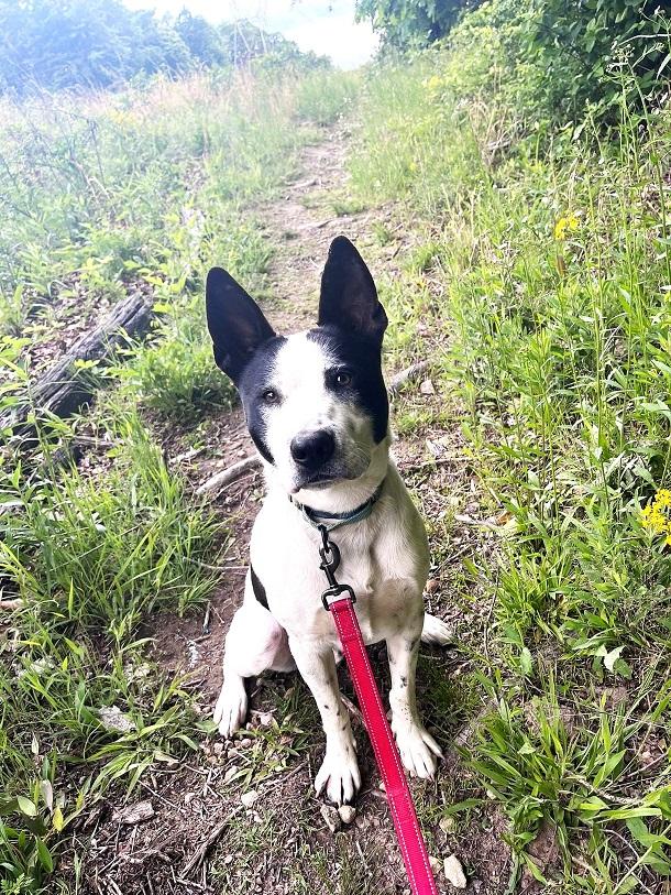 Enlarge HAPPY, a ADOPTABLE Terrier in Pegram, TN image 2/6