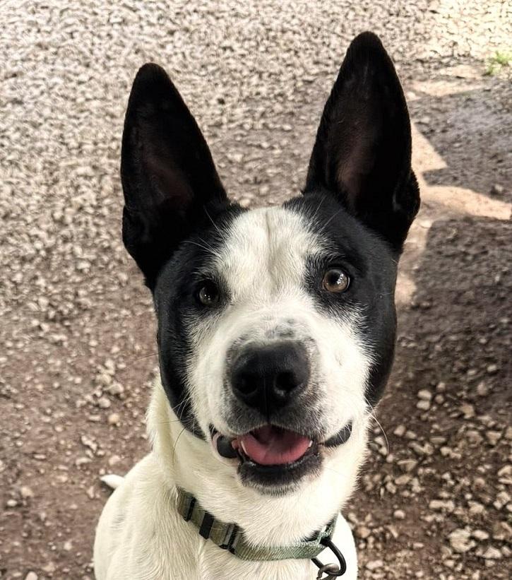 Enlarge HAPPY, a ADOPTABLE Terrier in Pegram, TN image 4/6