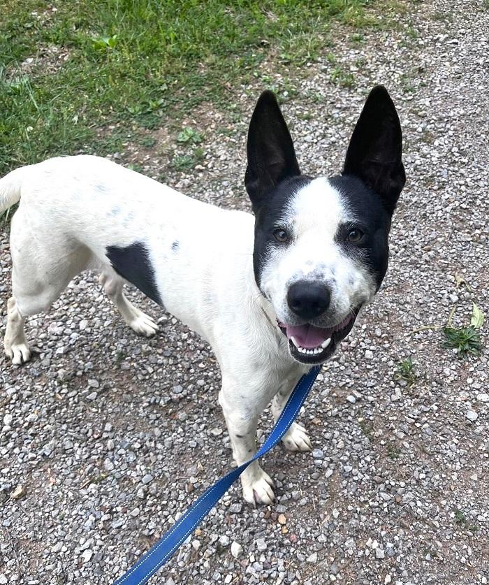 HAPPY, ADOPTABLE, Young Male Terrier.