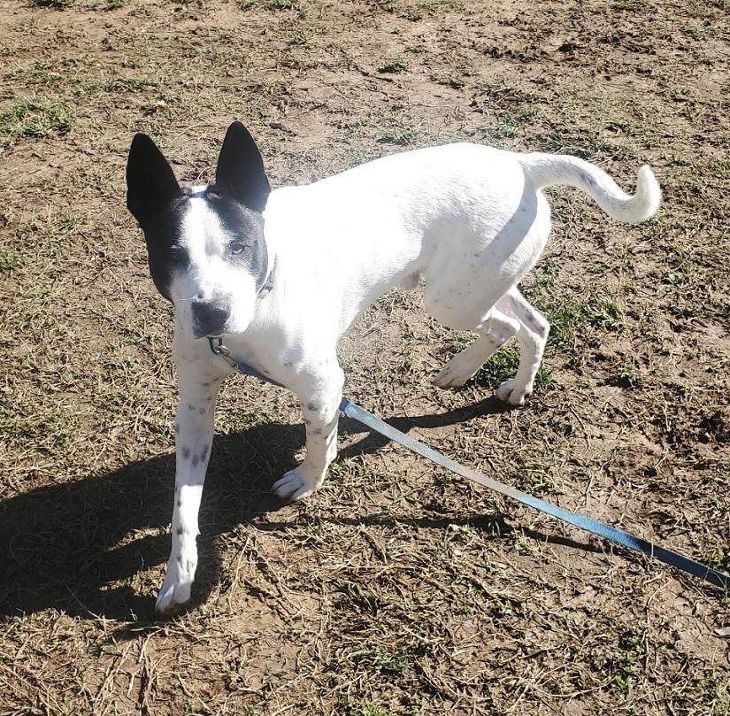 Enlarge HAPPY, a ADOPTABLE Terrier in Pegram, TN image 2/5