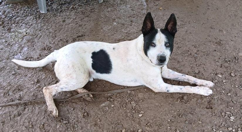 Enlarge HAPPY, a ADOPTABLE Terrier in Pegram, TN image 5/6