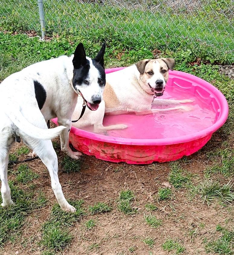 Enlarge HAPPY, a ADOPTABLE Terrier in Pegram, TN image 5/5