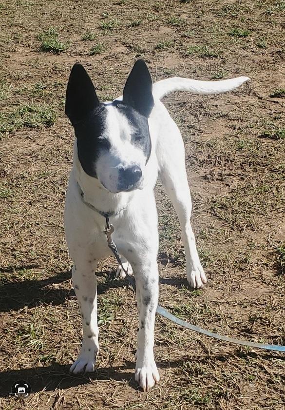 Enlarge HAPPY, a ADOPTABLE Terrier in Pegram, TN image 3/5