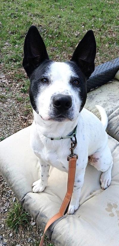 Enlarge HAPPY, a ADOPTABLE Terrier in Pegram, TN image 1/5