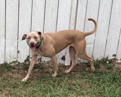 Enlarge Honey, a Adoptable mixed breed in Inverness, FL image 2/2
