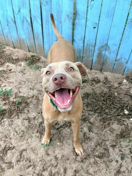 Honey, Adoptable, Adult Female Pit Bull Terrier & American Staffordshire Terrier.