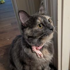 Juno, an adopted Domestic Medium Hair in Southern Pines, NC image 1/4