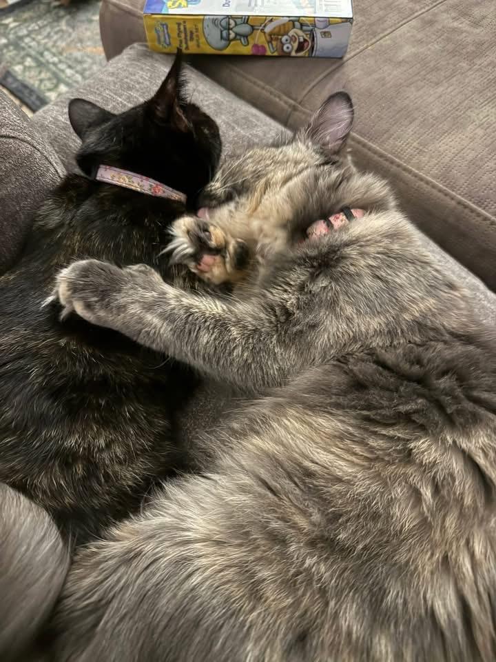 Juno, an adopted Domestic Medium Hair in Southern Pines, NC image 3/4