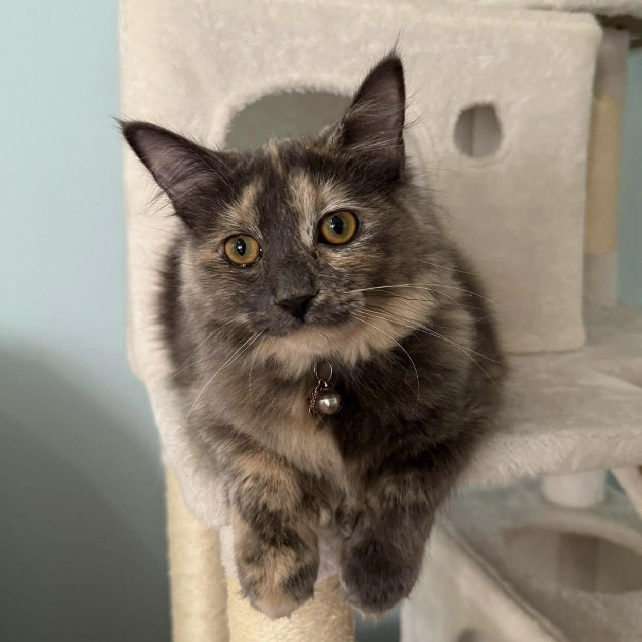 Juno, an adopted Domestic Medium Hair in Southern Pines, NC image 2/4