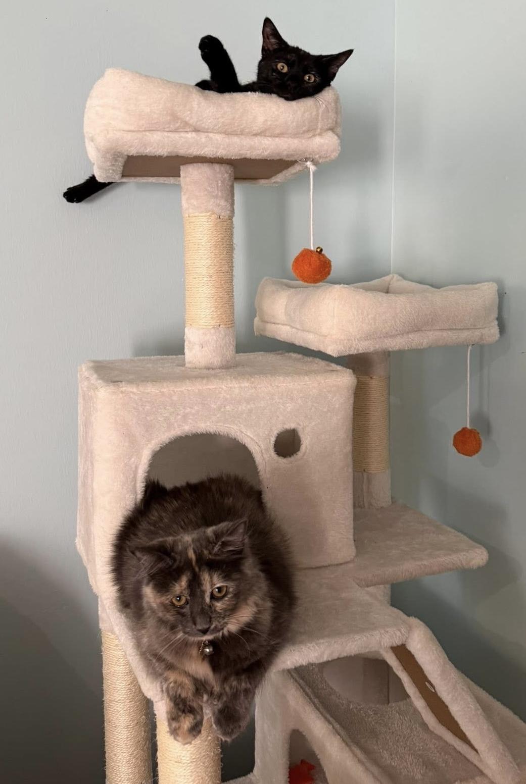 Juno, an adopted Domestic Medium Hair in Southern Pines, NC image 4/4