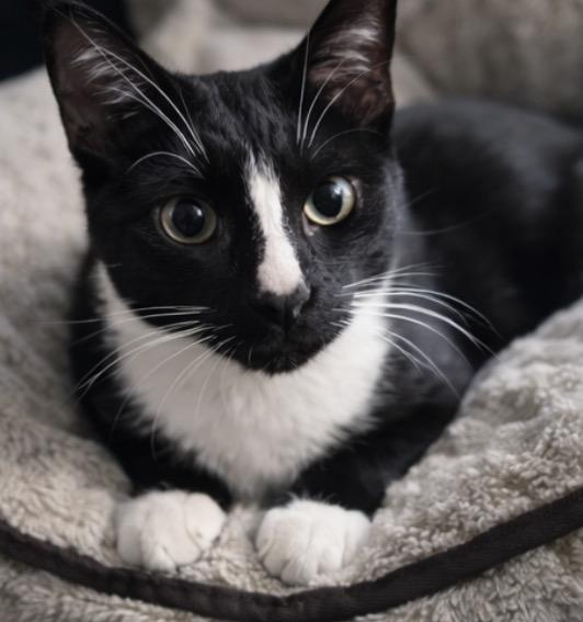 Enlarge Mioki, an adopted Domestic Short Hair in Alexandria, VA image 5/6