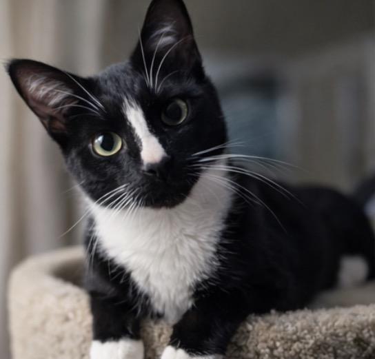 Enlarge Mioki, an adopted Domestic Short Hair in Alexandria, VA image 3/6