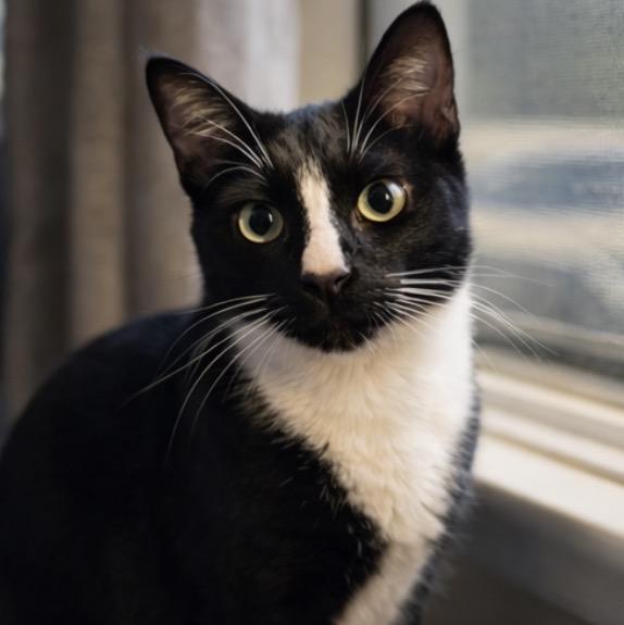 Enlarge Mioki, an adopted Domestic Short Hair in Alexandria, VA image 2/6