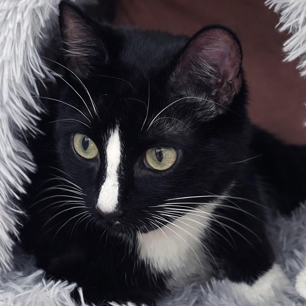 Enlarge Mioki, an adopted Domestic Short Hair in Alexandria, VA image 4/6